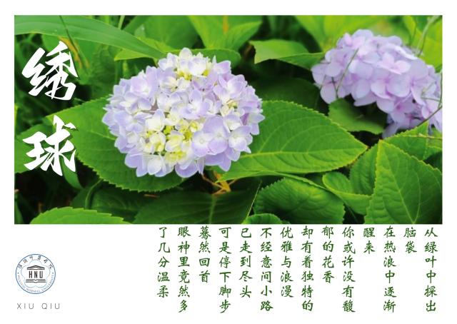 江苏教育发布 光影校园 相逢有期 花开有时 淮阴师范学院
